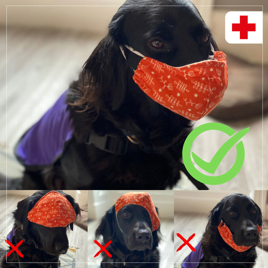 CroixRouge's tweet image. D'habitude c'est à nos médecins Croix-Rouge qu'on demande des conseils.
MAIS CE CHIEN EST TROP MIGNON ! ❤🐕😍
(et il porte très bien le masque)
Toutes nos recommandations (sérieuses) sur le port du masque 👉 fcld.ly/z4yar57
RT ! (même si c'est juste pour le chien)