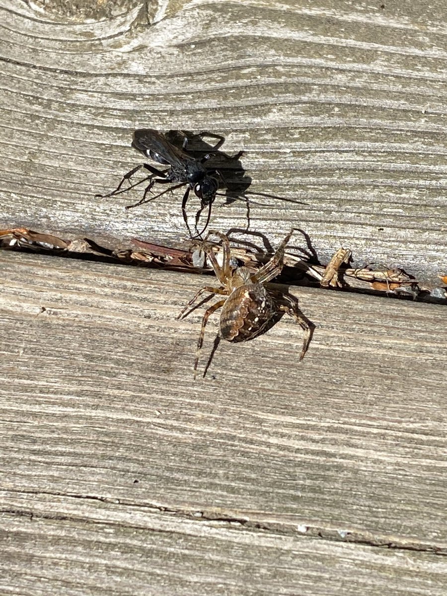 ArticulateDinos's tweet photo. #Arachnophobia #Insectophobia
WARNING
The spider that didn’t win the struggle!
Here with a digger wasp which grappled it down from its orb web, no doubt having subdued it with a paralyzingly sting
#Arachnids #Apocrita
@KJPatriquin @binohead @dustydino https://t.co/ZFyuEmgWlU
