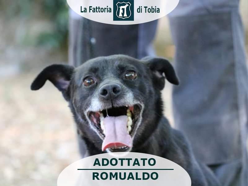 fattoriaditobia's tweet image. ... nel caso te lo fossi perso...
#ROMUALDO adottato ! 👋🏠🙂
🔝Resta aggiornato, scarica la APP gratuita interattiva
#playstore #appstore
🌐 lafattoriaditobia.com
Canile Rifugio con Funzione Pubblica (Legge 281/91) – Certificazione ISO9001 (Rm)