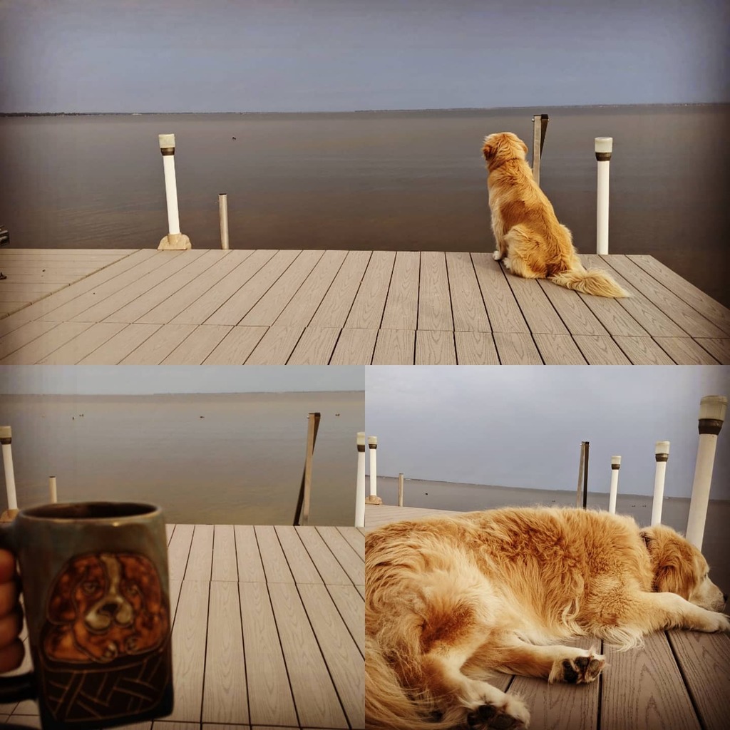 EricCook's tweet photo. Enjoying my morning coffee with the kids. Little overcast, but calm. The ducks don't seem to mind. #TheCookDogs #goldenretrievers #spoiledgoldens #lakelife #houghtonlake https://t.co/rlK7rnLk2T https://t.co/qyzCvSE3Ge