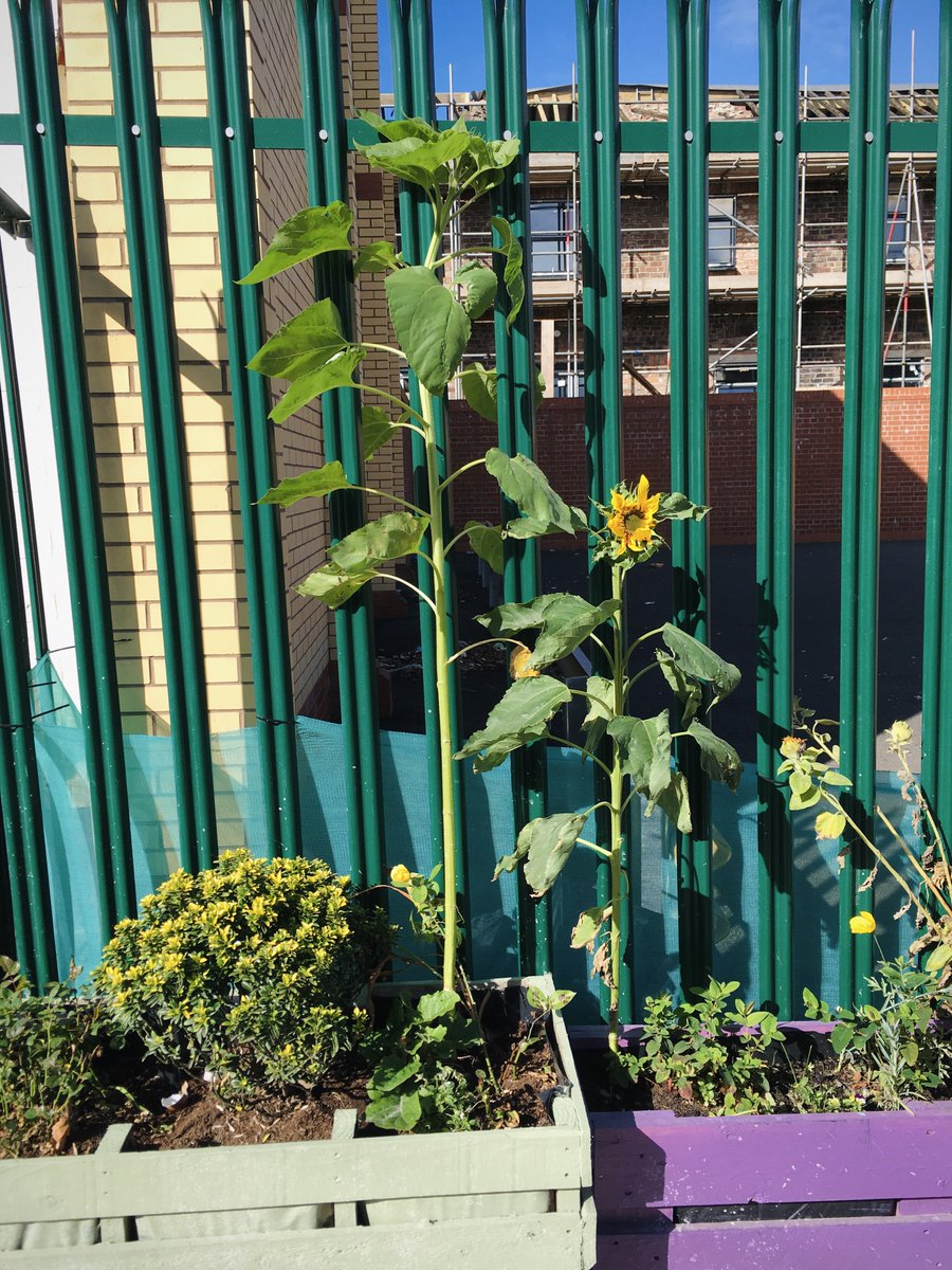 WebsTriangle's tweet photo. Some very tall sunflowers too 🌻 https://t.co/4uEkzLIOIC