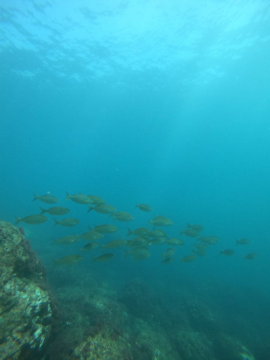MueroPorViajar's tweet image. ¡Volvemos al agua! 💦 🤿 

Nos bautizamos en submarinismo en La Herradura con Buceonatura.

Una experiencia muy chula y segura. Hemos alucinado con toda la fauna que hay en este rinconcito del paraíso.

@turgranada #Granada @VisitAlmunecar #scuba
