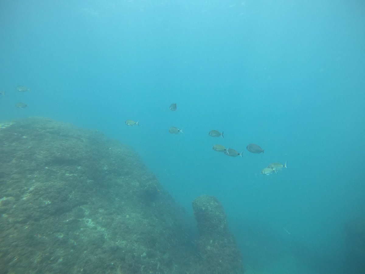 MueroPorViajar's tweet image. ¡Volvemos al agua! 💦 🤿 

Nos bautizamos en submarinismo en La Herradura con Buceonatura.

Una experiencia muy chula y segura. Hemos alucinado con toda la fauna que hay en este rinconcito del paraíso.

@turgranada #Granada @VisitAlmunecar #scuba