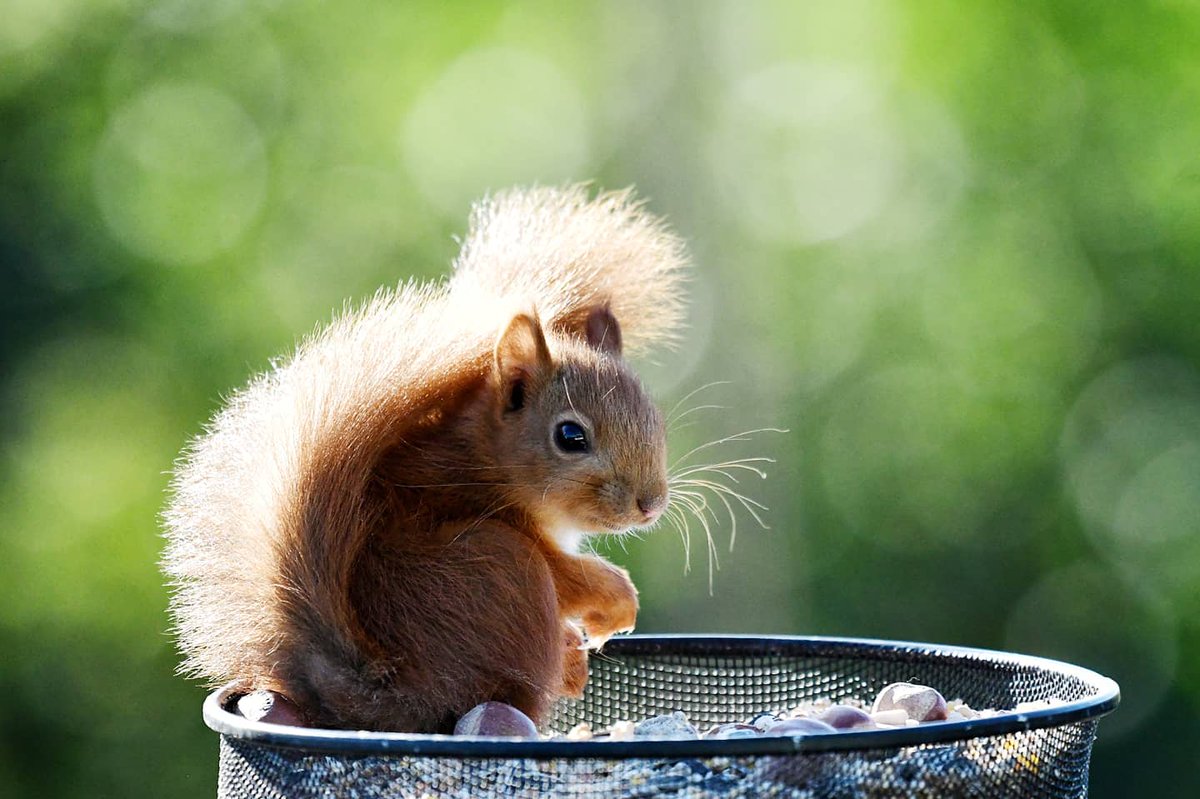 Red Squirrel kitten visitor today. Sunlight was harsh and the wind was almost blowing it off the feeder! #RedSquirrelAwarenessWeek @JayneLay4 @ScotSquirrels @brsquirrel @RedsAshkirk @SelkirkAleReds @RedSquirrelsinW @WestmorlandReds @sfredsquirrel