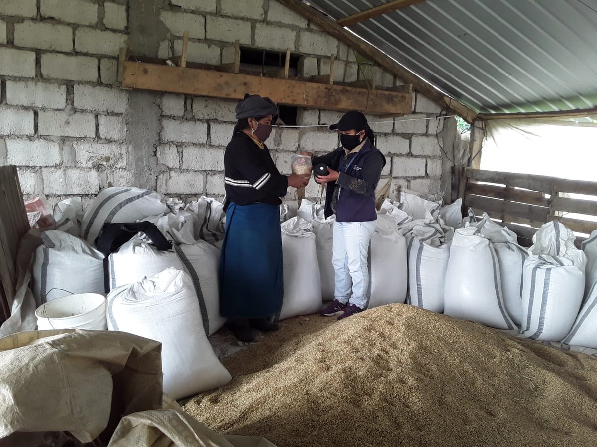 Agricultura_CZ1's tweet photo. Realizamos la asistencia técnica en etapa  postcosecha del grano de trigo para cumplir los parámetros de calidad como % de humedad y % de impurezas, antes de ser ofertado a la industria molinera. #JuntoAlProductor. https://t.co/g7ndWKXGgV