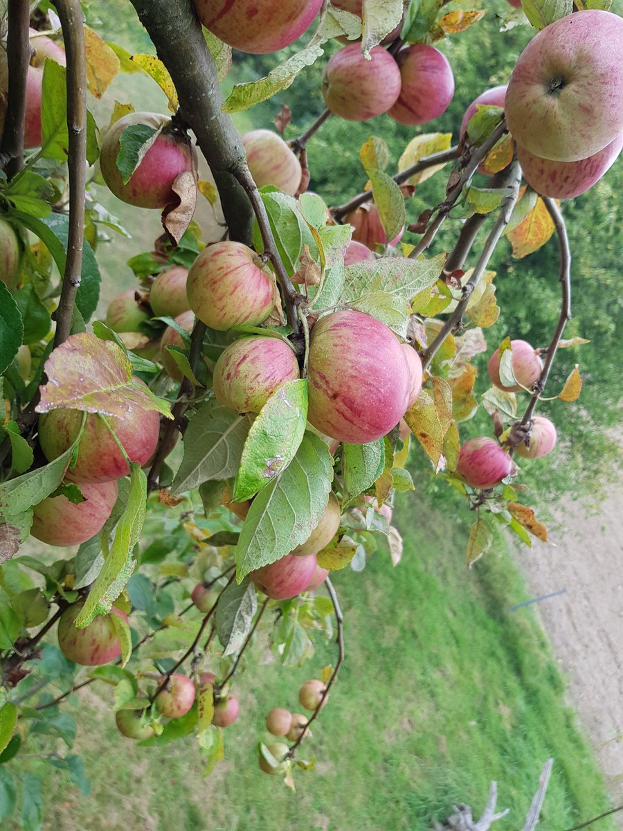 b7nb's tweet photo. #harvesttime at #buschberghof https://t.co/gNSZAjQOLd