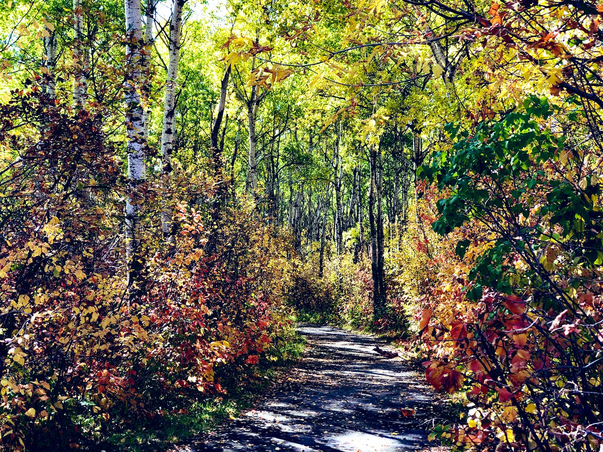 vittemily's tweet photo. Beausejour has access to beautiful trails &amp; park in their community. We took the Ss on a nature/photo challenge yesterday. Need to get the kids outside as much as possible! I’m wanted to get as much PD as possible on outdoor classrooms this year ☀️ https://t.co/FbtXO96xfB