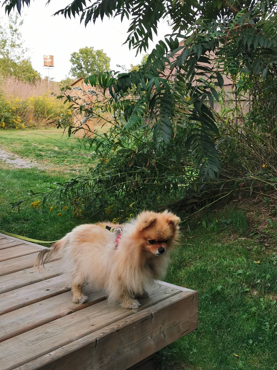 MoVernie's tweet photo. We are having an awesome time so far @longpointecoadv.
1 of the best part about staying at #LongPointEcoAdventures is that it's #petfriendly.
Portia gets to stay in the Deluxe Pod with us. We can walk her around & there is a #dogfriendly area at #MarshviewPatio.
#Glamping https://t.co/SZ55IciT93