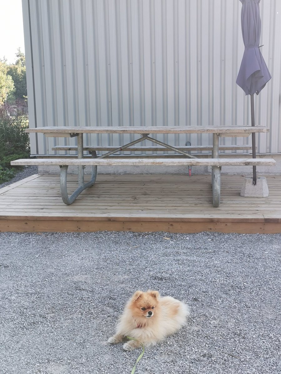 MoVernie's tweet photo. We are having an awesome time so far @longpointecoadv.
1 of the best part about staying at #LongPointEcoAdventures is that it's #petfriendly.
Portia gets to stay in the Deluxe Pod with us. We can walk her around & there is a #dogfriendly area at #MarshviewPatio.
#Glamping https://t.co/SZ55IciT93