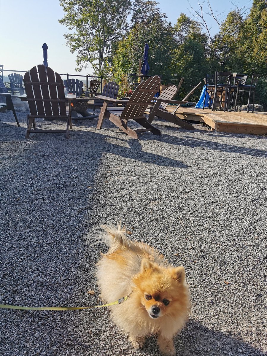 MoVernie's tweet photo. We are having an awesome time so far @longpointecoadv.
1 of the best part about staying at #LongPointEcoAdventures is that it's #petfriendly.
Portia gets to stay in the Deluxe Pod with us. We can walk her around & there is a #dogfriendly area at #MarshviewPatio.
#Glamping https://t.co/SZ55IciT93