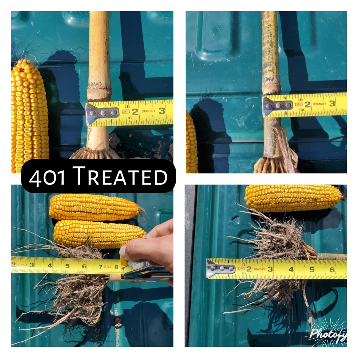 BiodyneA's tweet photo. Huge thanks to @BryanRoney4 for sending me the pictures that @tjc_94_  took on some root digs. Big thanks to our Southern Illinois dealer @EliteSeedLLC https://t.co/R6P2qBe7c2