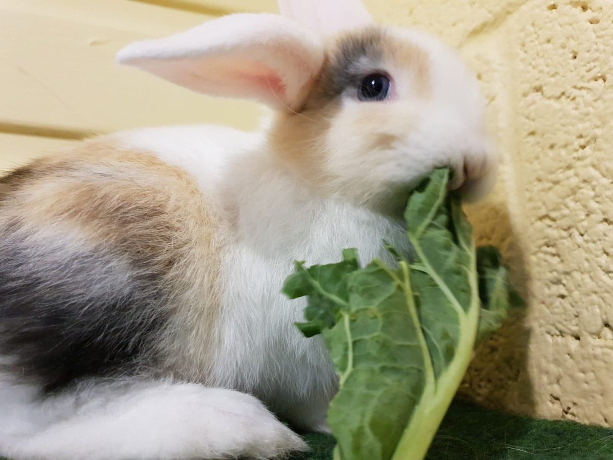 MonthlyTweetOff's tweet image. On the other hand, rabbit poop IS a part of a rabbit’s natural diet. Wet fecal matter known as cecotropes are eaten by rabbits but these are unseen by owners as rabbits normally eat them directly as they are produced.
#InternationalRabbitDay #MonthlyTweetOff #DontWorryBeHoppy