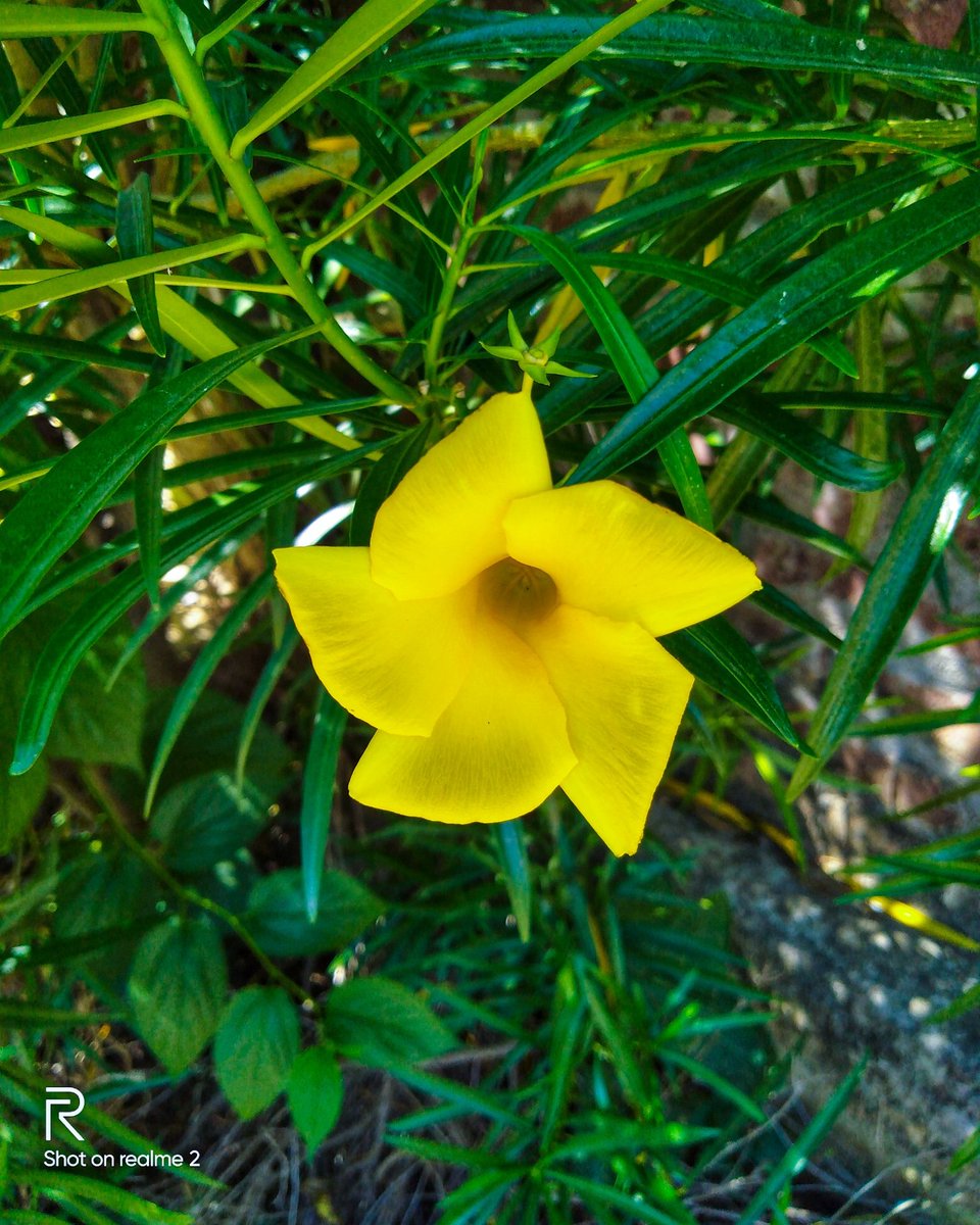 therealsoil_'s tweet photo. A yellow beauty 😍 
How r you lovely people 💟🥰
#therealsoil
@incredibleindia  
 @uptourismgov @realmemobiles
#flowers #mobilephotography
#naturephotography #incredibleindia #incrediblebasti #shotonrealme #realme2
#basti #india #uttarpradesh #uptourism https://t.co/149aSlq7Vy