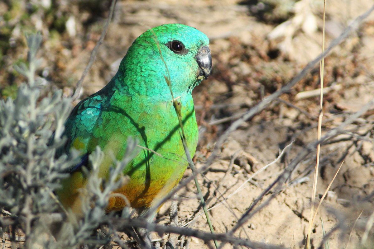 Ms3Bird's tweet photo. Back at Bourke, heading home. #outbacknsw #WildOz #birds #birdphotography https://t.co/hivYp6h92r