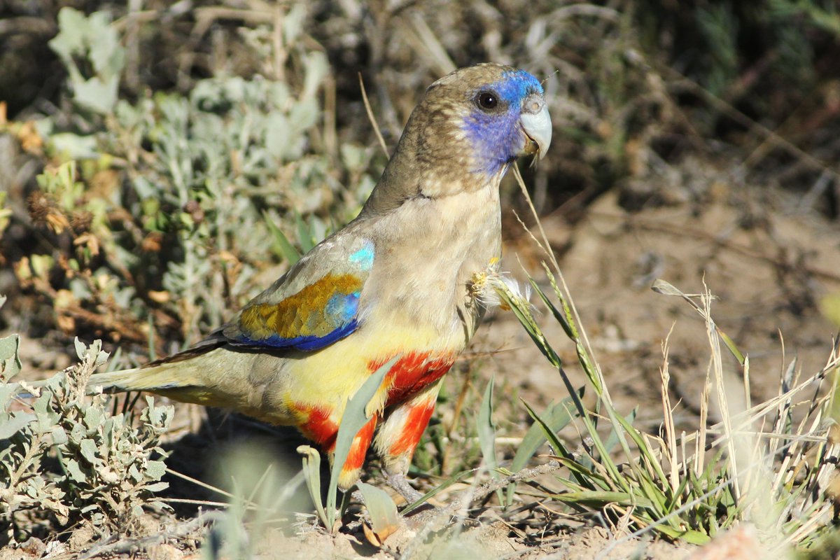 Ms3Bird's tweet photo. Back at Bourke, heading home. #outbacknsw #WildOz #birds #birdphotography https://t.co/hivYp6h92r
