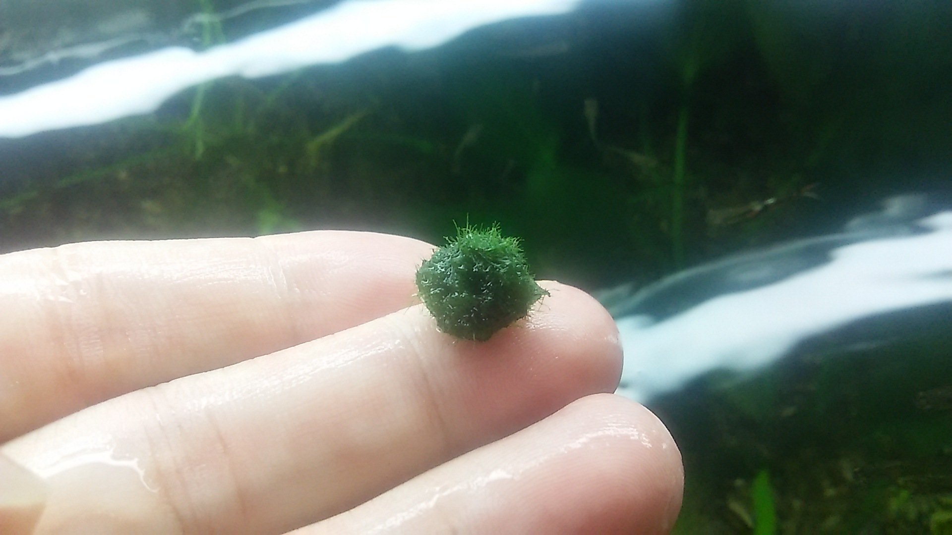 Marco 水槽内で初めてマリモ セイヨウマリモ が殖えました 大小100個以上 一見すると砂利に生えがちな藻類に見えますが この繊維はマリモで間違いないかと思います 同水槽には直径10cmのマリモがありましたが これは雲散霧消しておりました