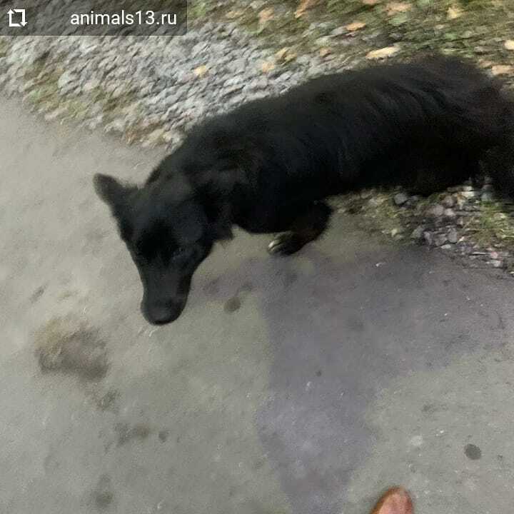 animals_13's tweet image. #Repost @animals13.ru 
...
‼️СОБАКА ИЩЕТ ДОМ‼️
Брошенка на даче, прибилась в один домик. Вылитая бельгийская овчарка месяцев 8-10 девочка. Очень нужен дом! Стерилизация за наш счёт. Обращаться +7 927 172-06-40 Михаил. Пожалуйста, репост! 
#помощьбездомнымживотным #приютСаран…