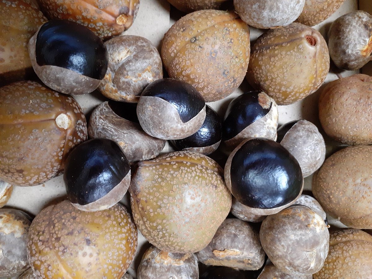 玉上順子 とちの実で工作をしました 栗じゃないですよ トチノキの実です 栃木のゆるキャラとちまるくんはこれです ほっこりしますね