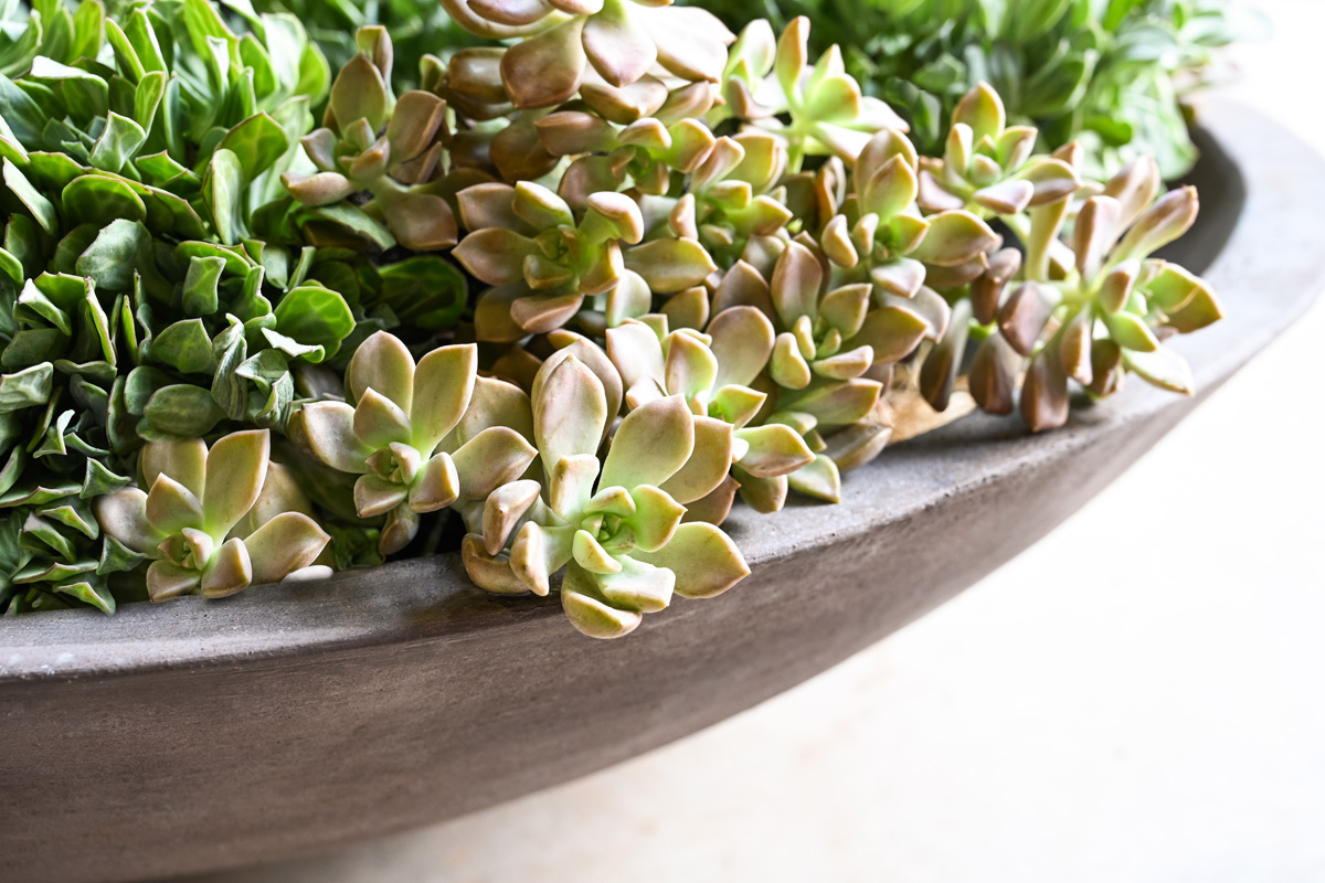 Succulents and Stone.

#terracotta #beautiful