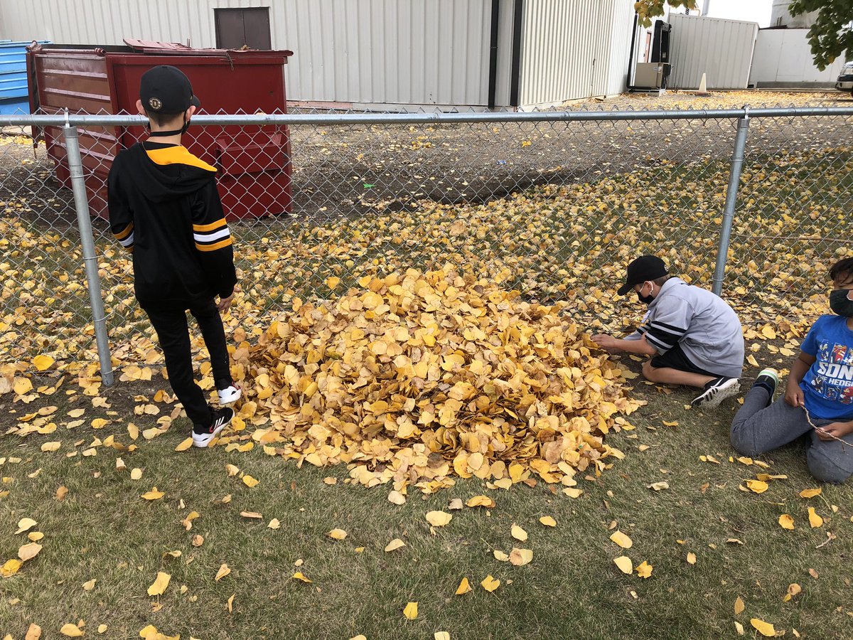 There some major work occurring on our playground. Are they building piles to jump in? Nope! They are farming! In an exclusive interview, they explained the very systematic process of baling the leaves &amp; their plans to cover and store the bales for winter. #DESlearnseverywhere