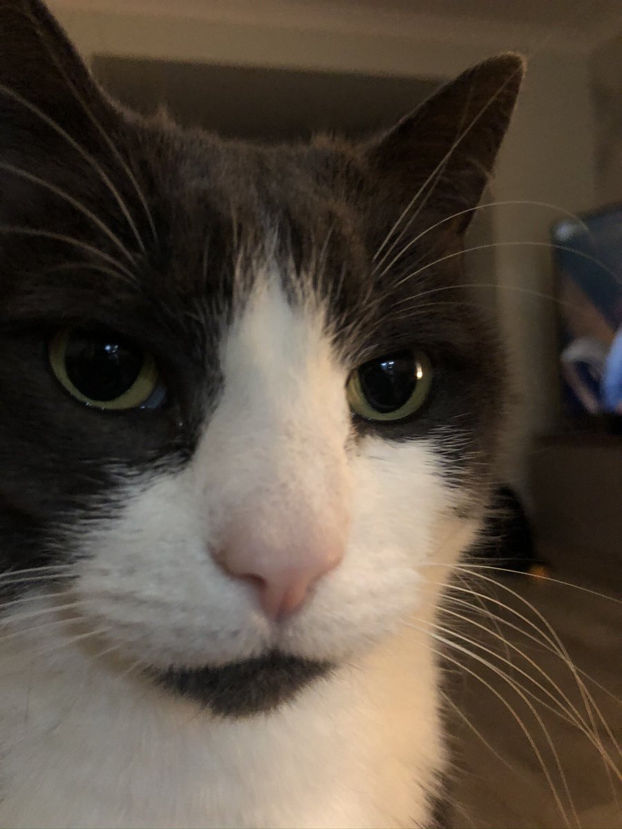 Hi. I’m still here and I’m still eyeing up those <a href="/DreamiesUK/">Dreamies Cat Treats</a>.