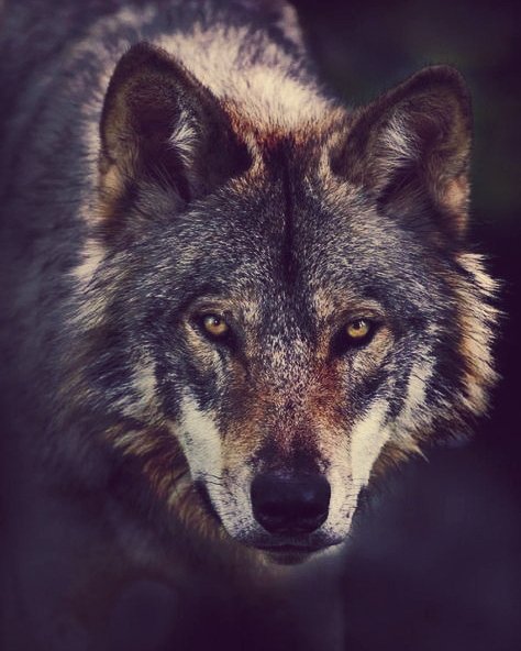 doganasstuff's tweet photo. Doğan as wolf 🦊

#DoğanBayraktar ¦ #Savaşçı https://t.co/OAcQWV8hRk