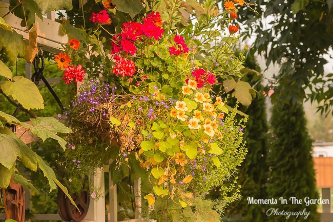 Do not have the heart yet to take down my hanging baskets and containers.  They are doing so well.  #startoffall #seasonalshift #changingseasons #hangingbaskets #containers #momentsinthegardenphotography #earlyfallgarden