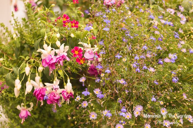 MomentsintheG's tweet photo. Do not have the heart yet to take down my hanging baskets and containers. They are doing so well. #startoffall #seasonalshift #changingseasons #hangingbaskets #containers #momentsinthegardenphotography #earlyfallgarden https://t.co/gG2CgLJgM9