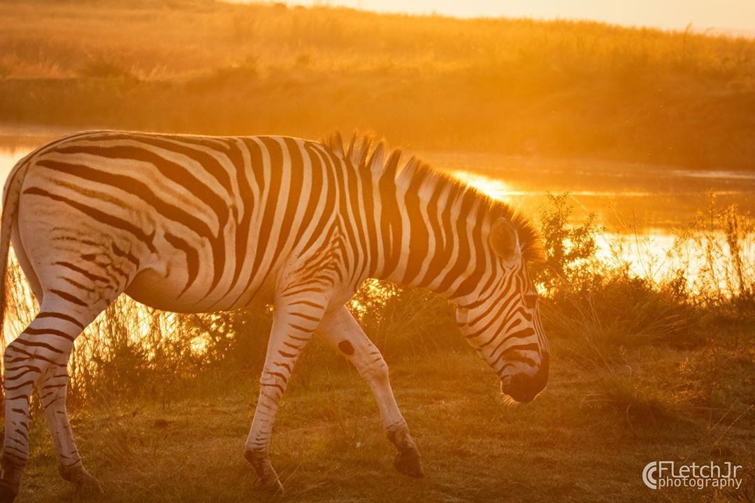 Zebras' stripes are as unique to each individual as fingerprints are to humans. #zebra #goldenhour #unique #conservation #wildlifephotography #friendsofnambiti  Photo: @fletcherjrphotography