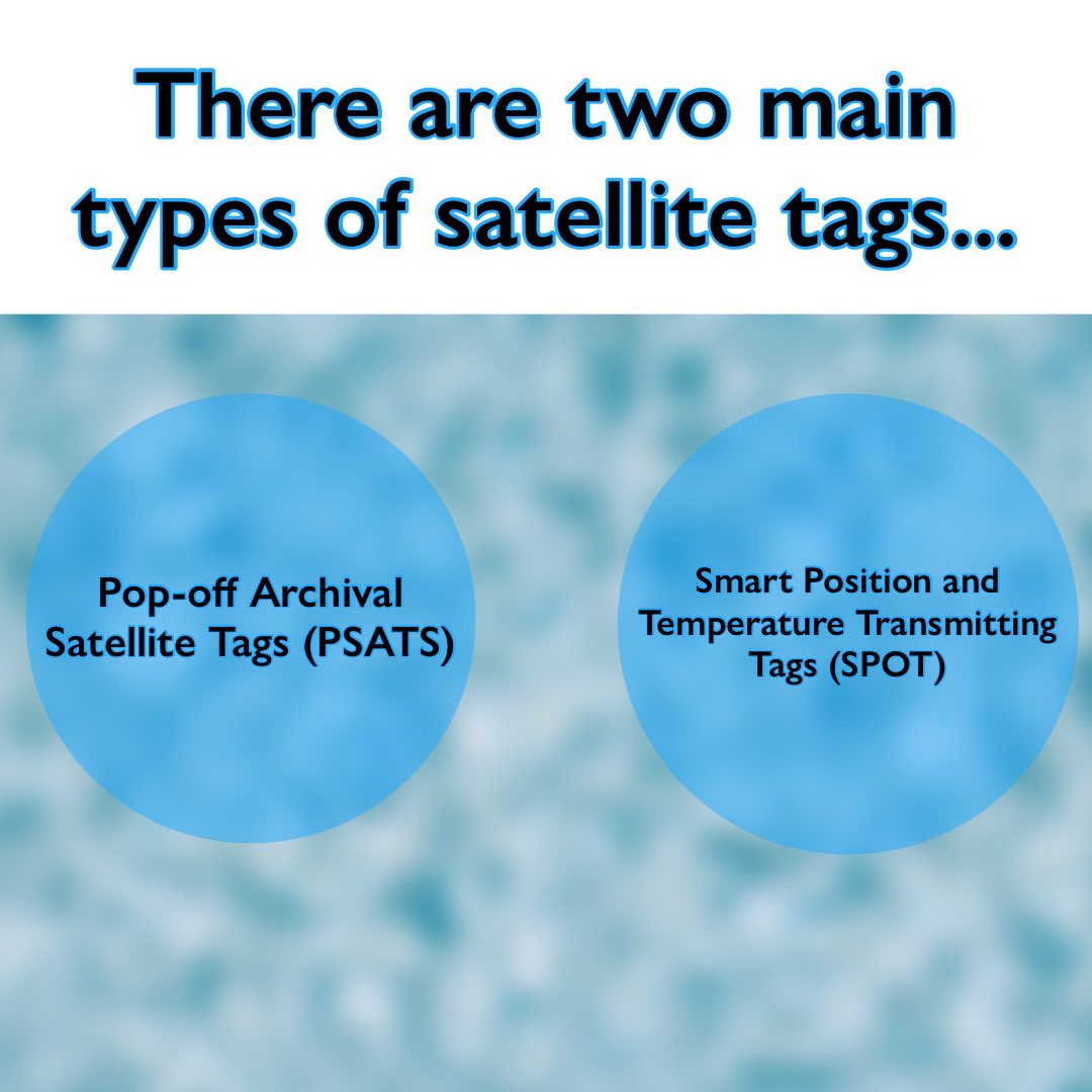sharktagging's tweet photo. Happy #SatTagSaturday! Swipe through for a #crashcourse in satellite telemetry! (PART 1) https://t.co/T86Oz9MFey