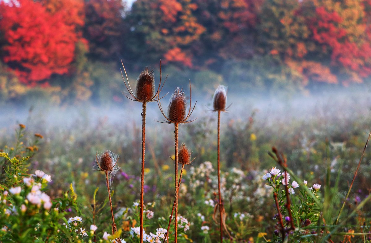 26_silver's tweet photo. Misty morning on a beautiful Fall day #wrawesome #cbridge #explorewr #ShareYourWeather @cityofcambridge https://t.co/kHKo1y66Mx