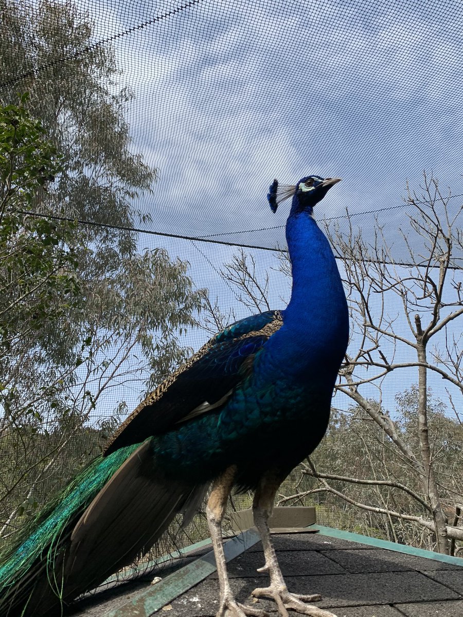 Aloha Kamalani 花としては聞き覚えあるpikakeですが 実はpeacockが英語 からハワイ語へ進化した際に音を似せた名前がpikake 鳥という意味のmanuと組み合わせてmanu Pikakeでクジャクとなり 花という意味のpuaと組み合わせるとpua Pikakeでジャスミン Aloha Kamalani 花としては聞き覚えあるpikakeですが 実はpeacockが英語 からハワイ語へ進化した際に音を似せた名前がpikake 鳥という意味のmanuと組み合わせてmanu Pikakeでクジャクとなり 花という意味のpuaと組み合わせるとpua Pikakeでジャスミン