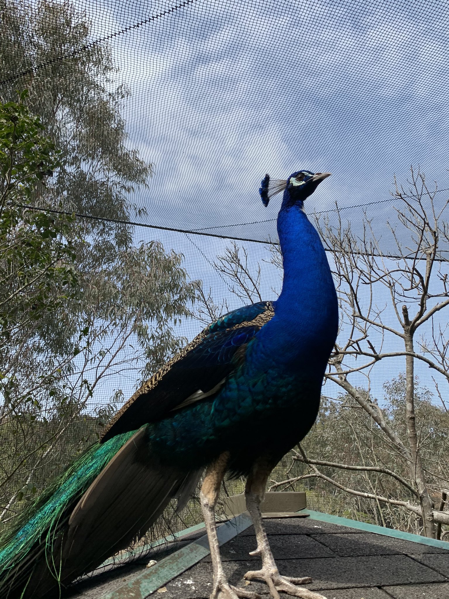 See Alohakamalani2 S Tweet Twitter See Alohakamalani2 S Tweet Twitter