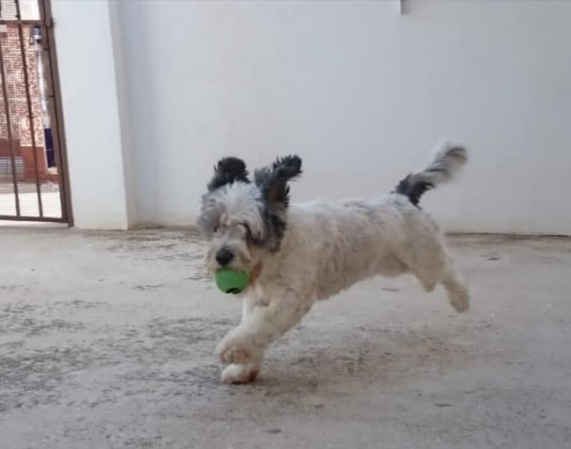 Seguimos buscando una buena familia para COPO, es un perrete muy familiar, criado con niños, 3 años y medio, 8-10 kilos, muy bien con otros perros. Buscamos ADOPCIÓN EN MÁLAGA 🙏🏼🙏🏼Si estás interesado en adoptar a Copo contacta en el 629720076 (solo WhatsApp) Málaga.