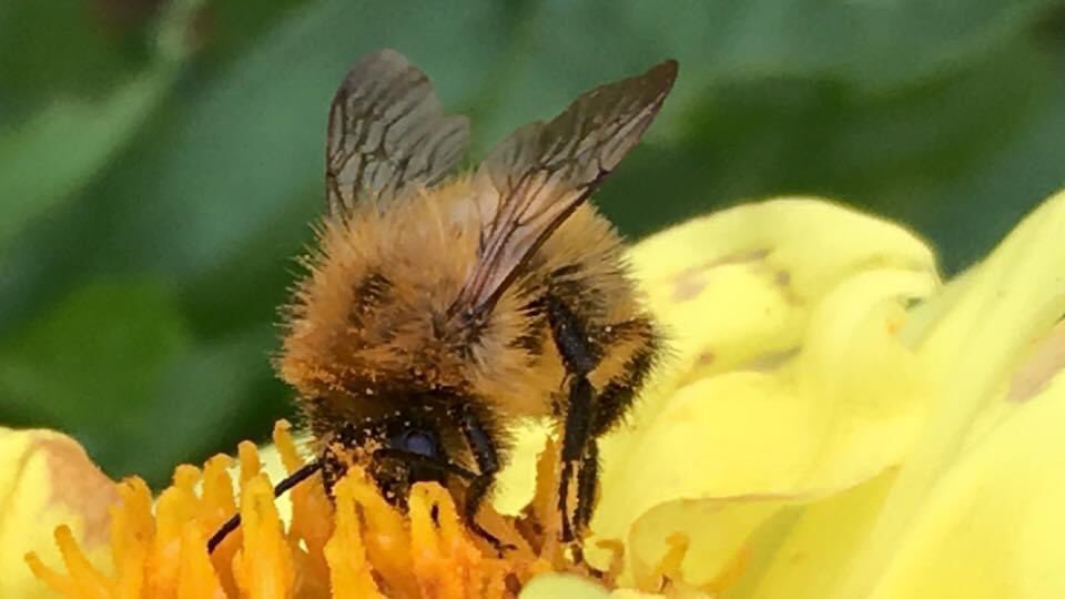 sarahjayne_80's tweet photo. Busy busy bumble bee https://t.co/0TugZx2zvV