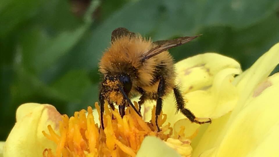 sarahjayne_80's tweet photo. Busy busy bumble bee https://t.co/FfupphE9Hs
