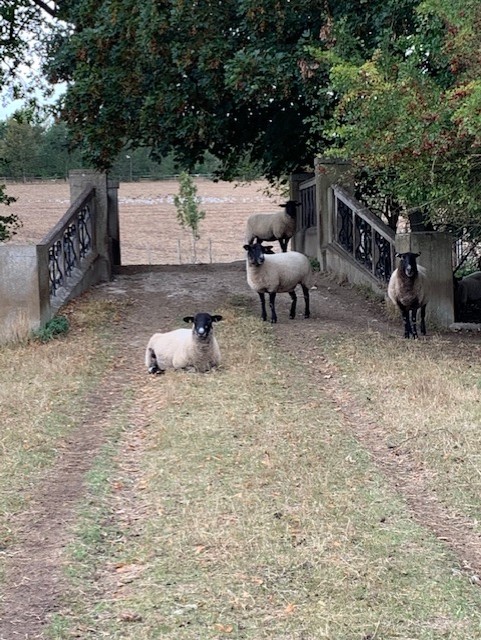 Reo21Rose's tweet photo. Just completed our #WalksofHope for @braintumourrsch. A lovely 11km route through the local countryside.
https://t.co/J5ZMQIDzrf https://t.co/CLSpFStsc4