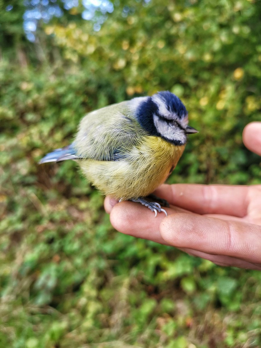 I didn't think Paxo was made for Blue Tits. The things you see doing DofE Assessments. @PureTraveller @BXMOutdoors @monkeymountains @DavidJohnTait @tactical_coffee @emma_guerriero @battlefacePlan @DermotNCosgrove