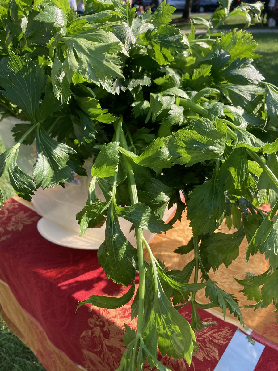 HFMNow's tweet photo. Do you love leafy celery? We do. Thank goodness a guy who grew some celery is at the market today!!! https://t.co/n42taMmiFd