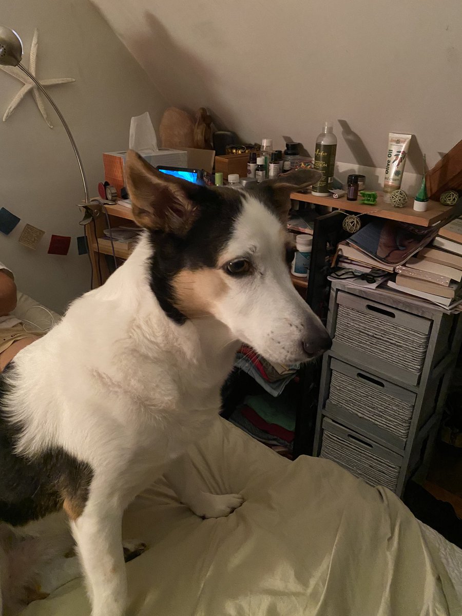 mkveerpn's tweet photo. Haven't we identified anything that'll make dogs live longer? I'd crowdfund that in a heartbeat
.
.
.
#covidthoughts #gottaLoveHer #patchMarieVeerapen
CC: @eenork https://t.co/Aw469rvkde