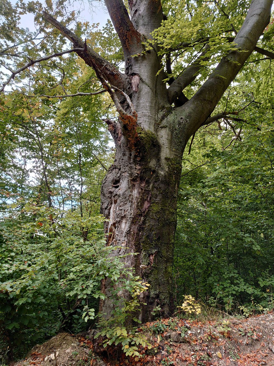 Tree, and another tree with its roots 