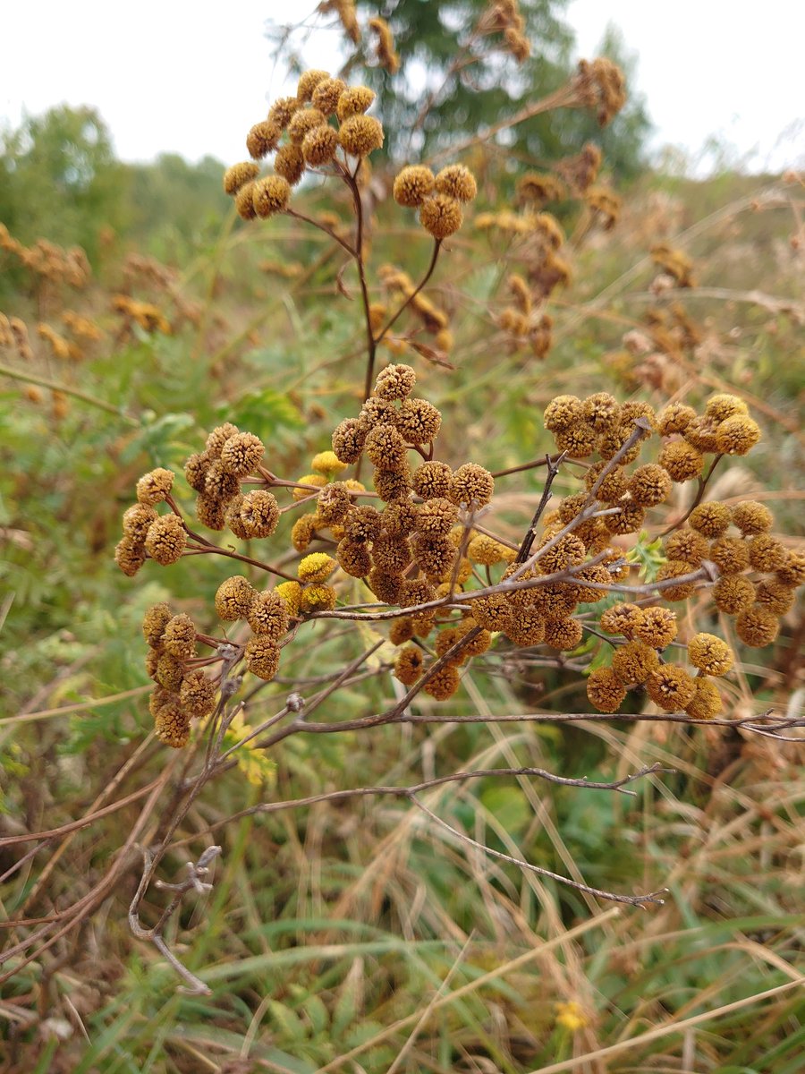 🍂