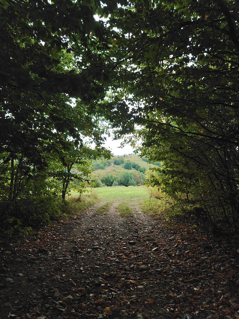 Big trees, some kind of mint, a path to a clearing, and a 