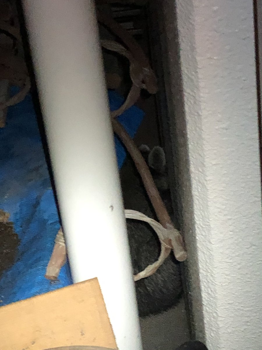 一昨日の朝方マンションの三階のベランダですが缶からが落ちる音がしましたので気になって朝方見たら植木が倒れ糞があり まさか ハクビシン 先程帰宅して再確認しましたね 隠れていますね 明日管理組合に相談 ツイレポ