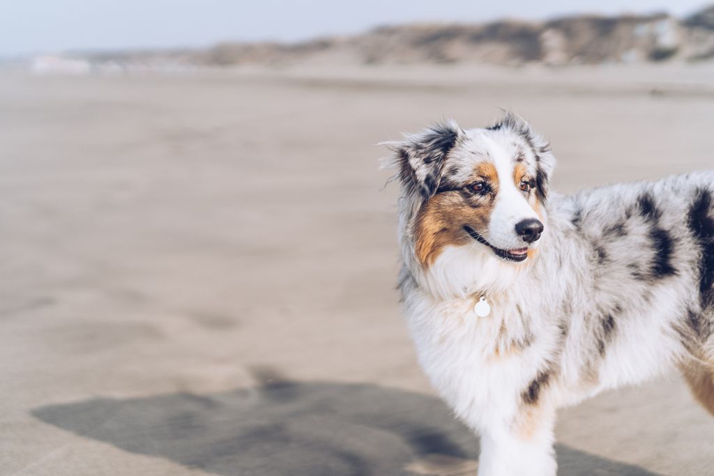 sandbridgeblue's tweet photo. "I don't want to bring my dog on vacation." Said no one, ever. Take a look at our pet-friendly vacation rentals in Sandbridge beach! https://t.co/R7AbG8yfSL #dogfriendly #beachdog #sandbridgeblue #sandbridge #vacation #sandbridgeva #sandbridgebeach #virginiaisforlovers https://t.co/4NQAUX5Xjc