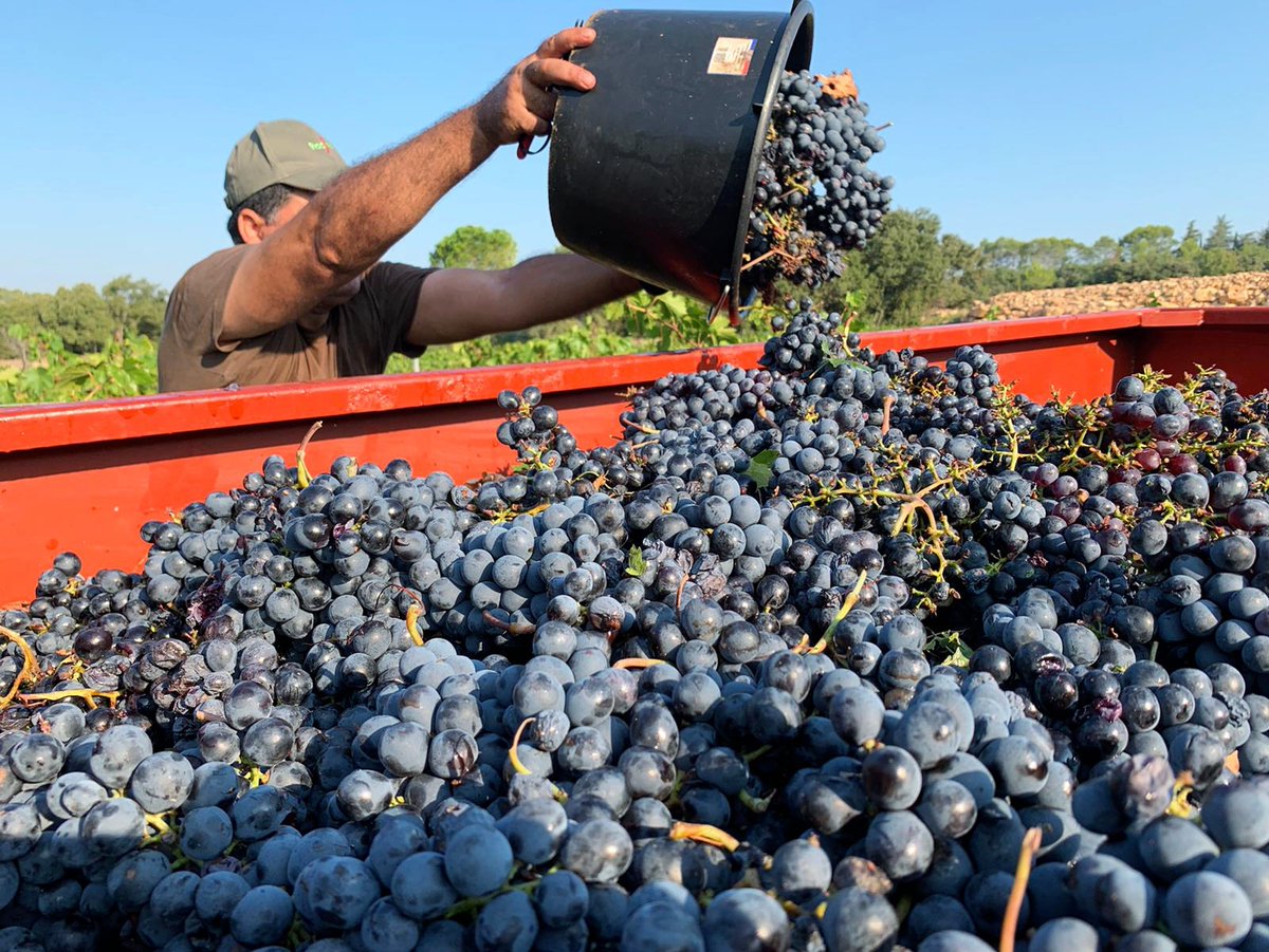 LeGrandCros's tweet photo. Here are some of the beautiful grapes which have been picked fresh from our vineyard 🙌 this is how all of our wine starts its journey 🍇 

Voici quelques-uns des beaux raisins qui ont été cueillis frais de notre vignoble 🙌 c’est ainsi que tout notre vin commence son voyage 🍇 https://t.co/OShOvpT2JR