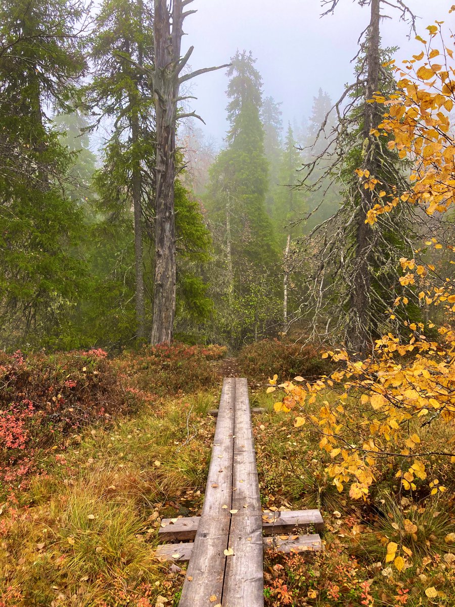 Näränkä — the old-growth #forest in #autumn colors today. 😍 This place was just magical in the #mist! @OurFinland https://t.co/qbe96yVuYe