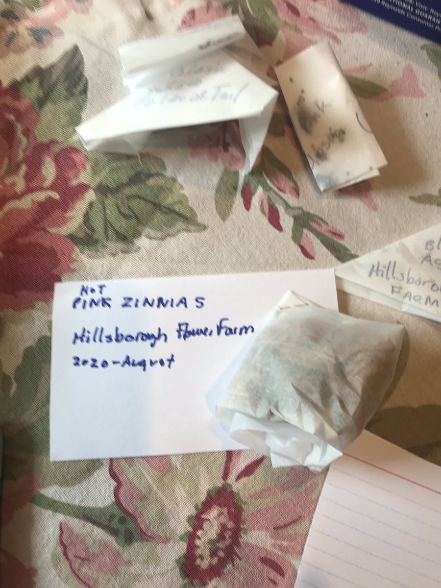 friendlyfear's tweet photo. Harvesting seeds from summer bouquets. Flower Seeds “remind” me of OUR future. https://t.co/f5ovmMJ5LZ