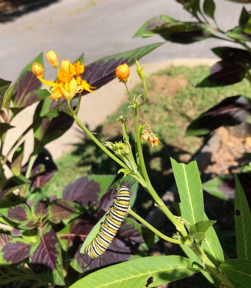 chattlibrary's tweet photo. Monarchs have landed at our South Chattanooga branch! Ms. Mamie & Ms. Jennifer found these gorgeous little caterpillars in the garden last week. #ICYDK monarchs love milkweed, a native TN plant. Stop by & check out the garden next time you're nearby! #ChattanoogaPublicLibrary https://t.co/pWwCzXPrKi
