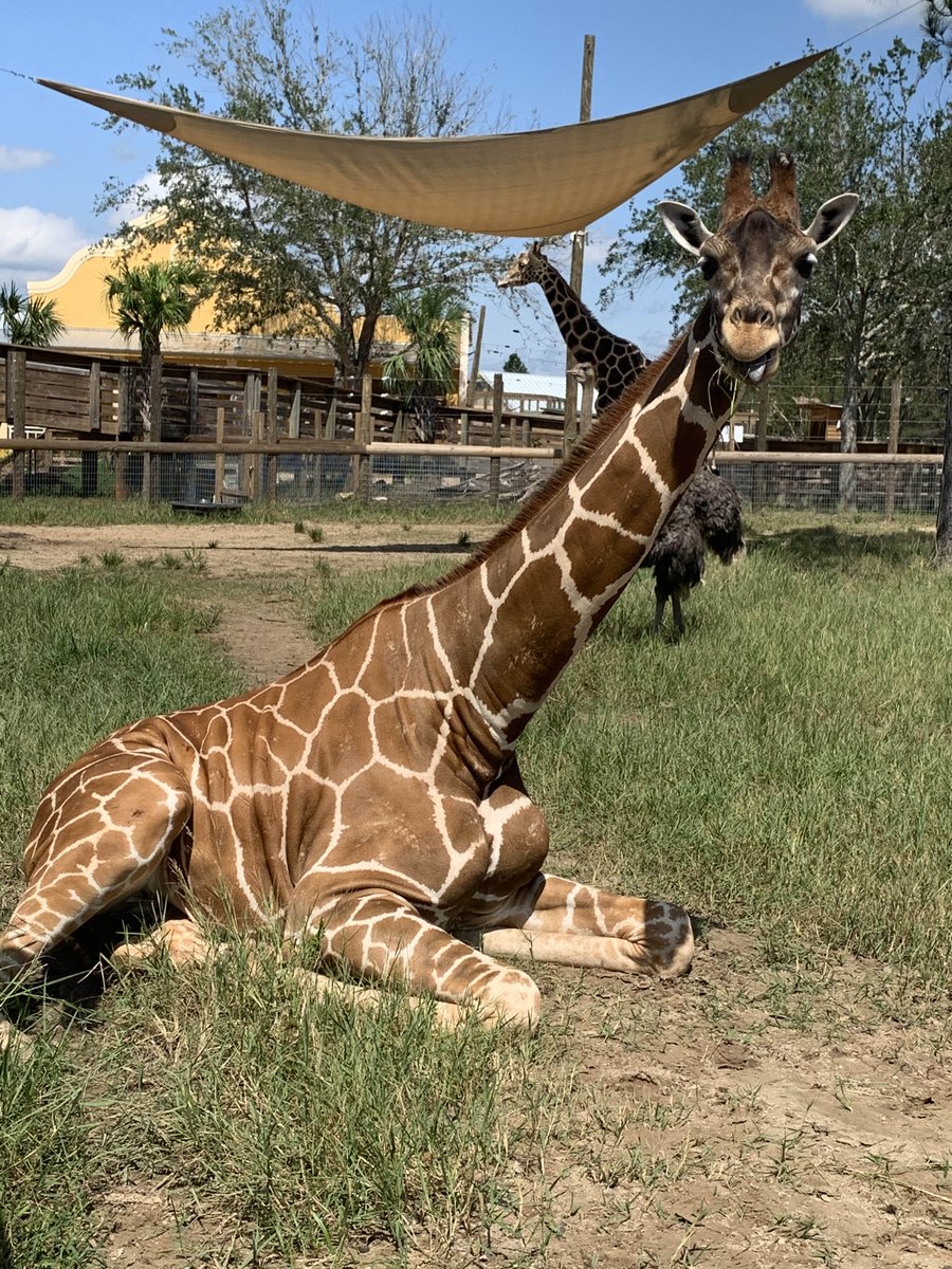 ALGulfCoastZoo's tweet photo. Akayla and Benjamin are enjoying having guests back in the zoo. It’s a beautiful day to visit the zoo. And admission is “Free.” Take a break from clean up and relax with our animals. Donations are appreciated but not required. #GulfCoastStrong #DamagedNotBroken https://t.co/0aYFsJa7aZ